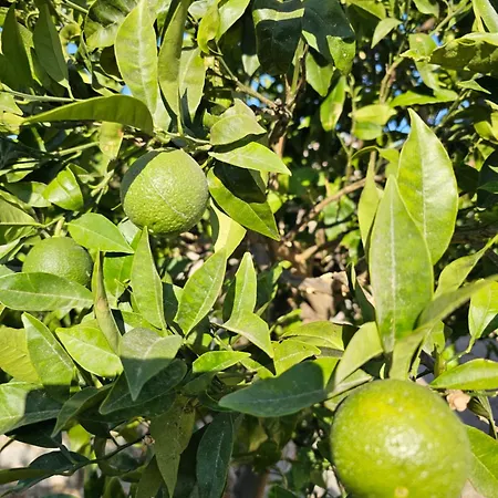 Petit Paradis Grec بيت للعطل