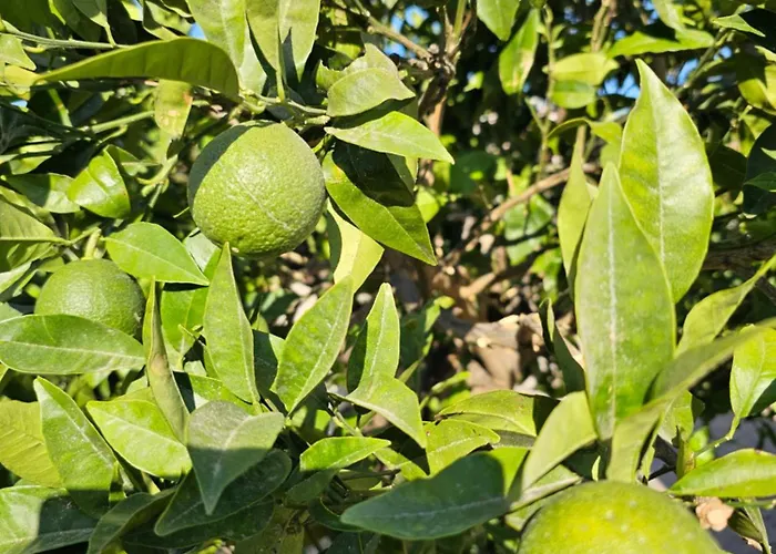 Petit Paradis Grec Holiday home